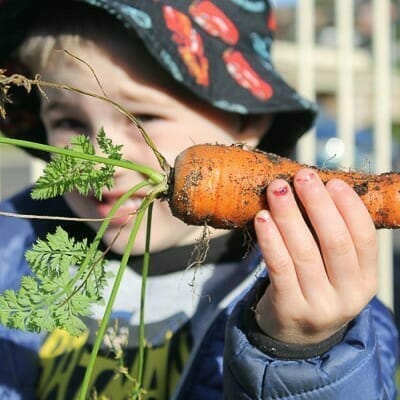 Boy holding carrot freshly picked from garden