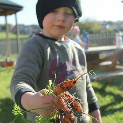 Boy holding carrots picked from garden